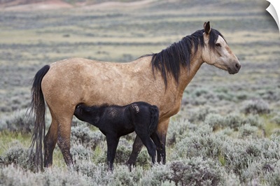 Wild horse foal nursing with mother, Wyoming prairie
