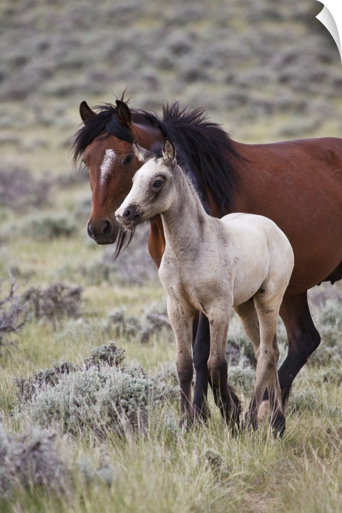 Wild horse (Equus caballos) foal with mother, Wyoming prairie, June.