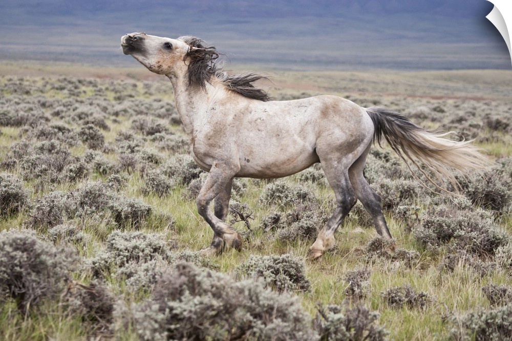 Wild Horse (Equus caballos) male scenting females, Wyoming, USA, June.