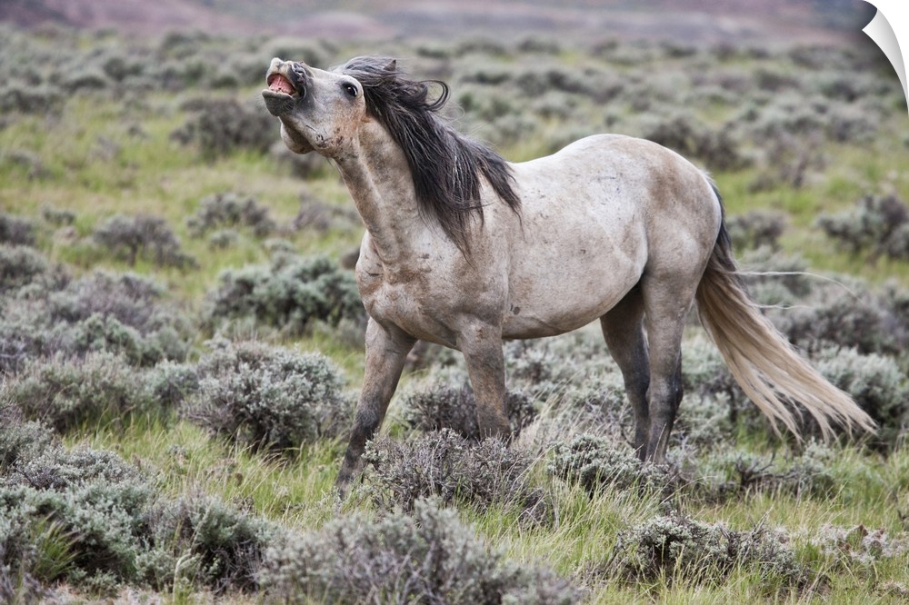Wild Horse (Equus caballos) male scenting females, Wyoming, USA, June.