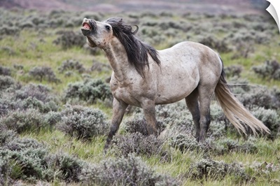 Wild Horse, male scenting females, Wyoming