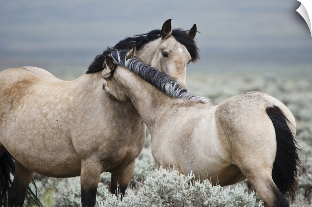 Wild horses (Equus caballos) mare greeting last year's colt, Wyoming, USA, June.