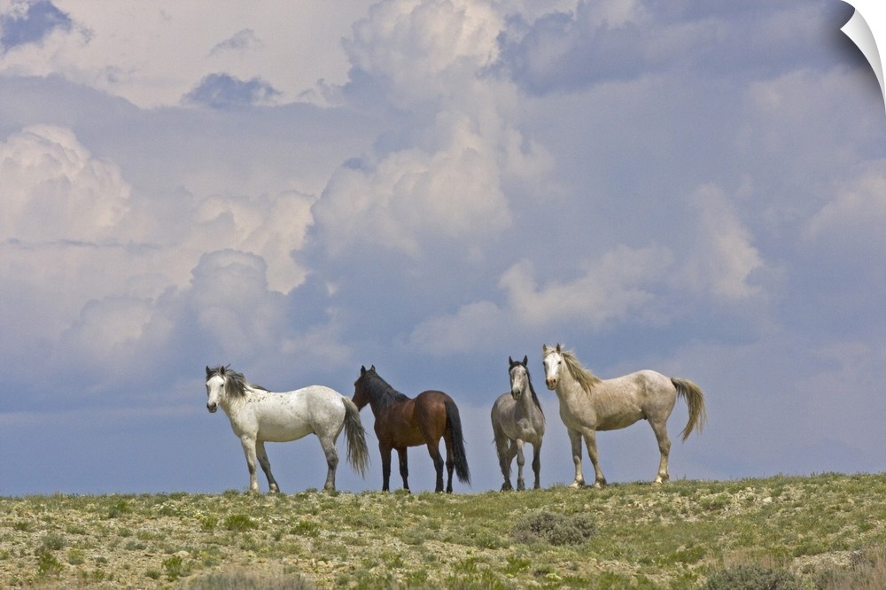 USA, Wyoming, Carbon County. Wild horses and building storm clouds.