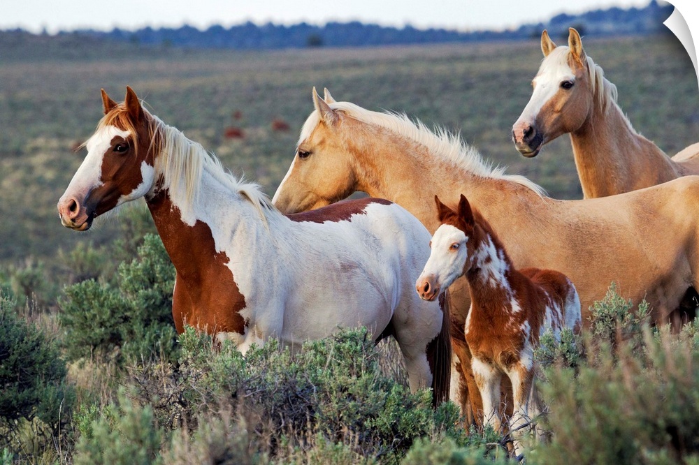 Wild Horses; Mustangs