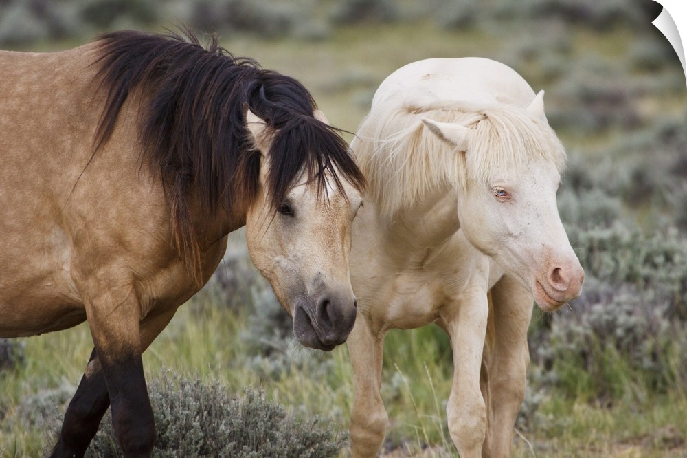 Wild horses (Equus caballos), adults of varying color in herd, Wyoming, USA, June.