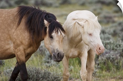 Wild horses of varying color in herd, Wyoming