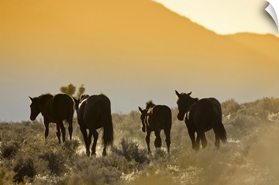 Wild Mustangs, Wheeler Peak herd, Cold Creek Road, Spring Mountain range, Nevada