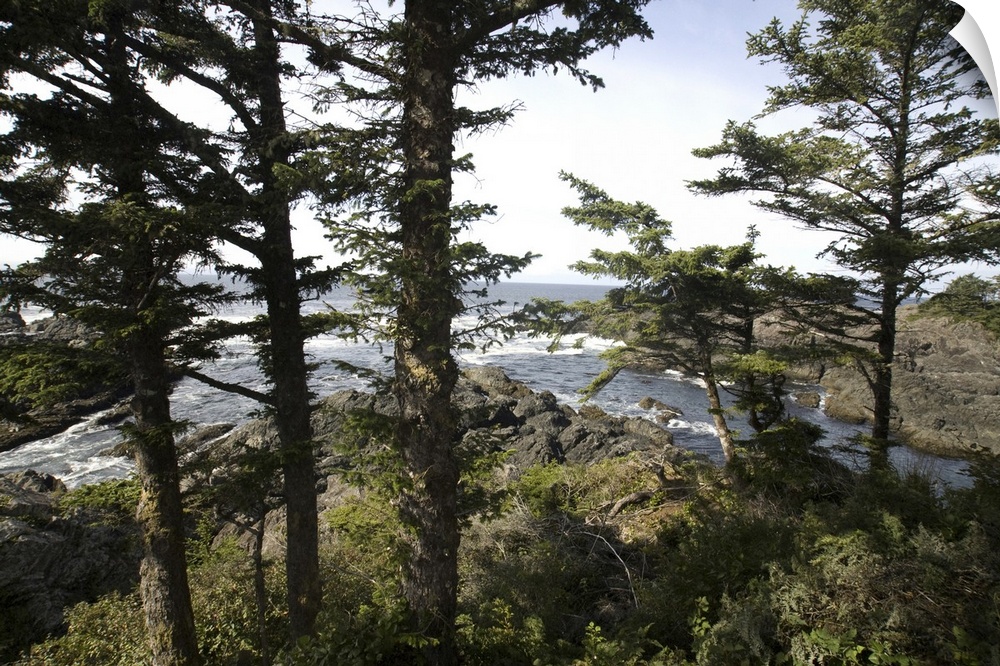 Along the Wild Pacific Trail, Pacific Rim National Park Reserve, Ucluelet, British Columbia, Canada, September 2006