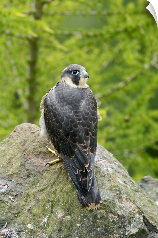 Wild Peregrine Falcon (Falco peregrinus) standing on rock after eating a pigeon.
