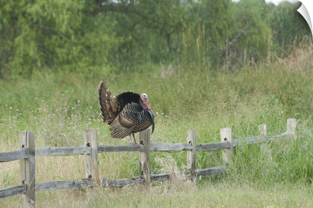 USA, Texas, Aransas National Wildlife Refuge, Wild Turkey (Meleagris gallopavo).