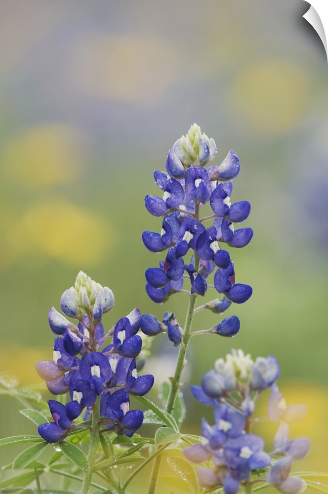 Wildflower field with Texas Bluebonnet (Lupinus texensis), Comal County, Hill Country, Texas, USA, March 2007