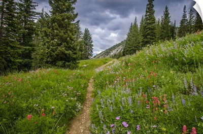 Wildflowers in the Albion basin, Uinta Wasatch Cache Mountains, Utah