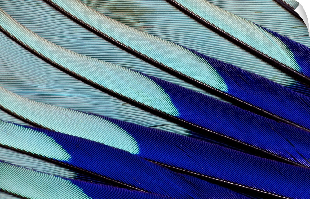Wing feathers of Blue-bellied Roller.