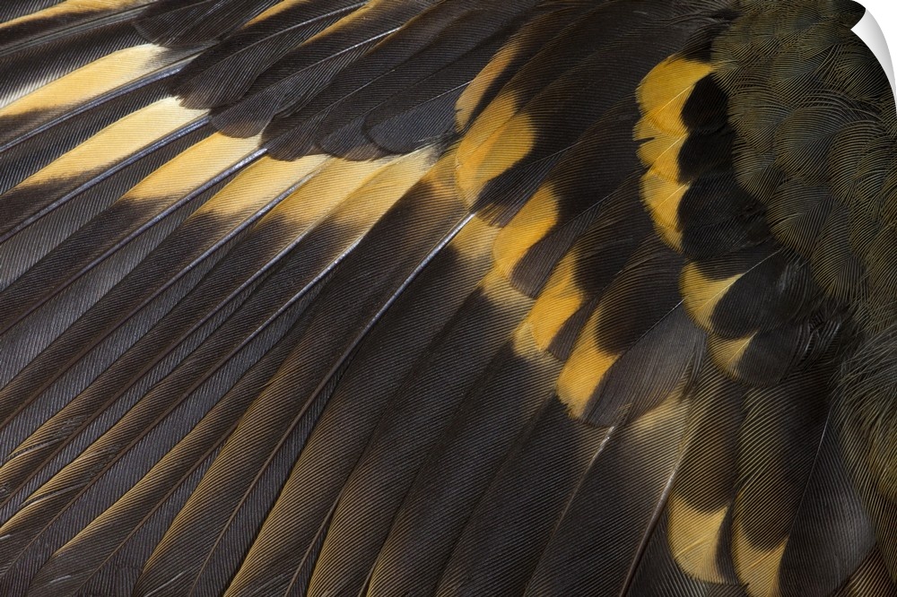 Wing feathers of Varied Thrush.