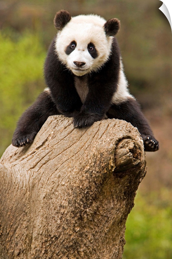 Wolong Panda Reserve, China, Baby Panda on top of tree stump.