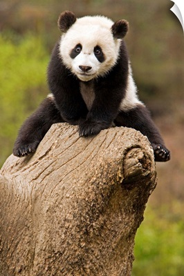 Wolong Panda Reserve, China, Baby Panda On Top Of Tree Stump.