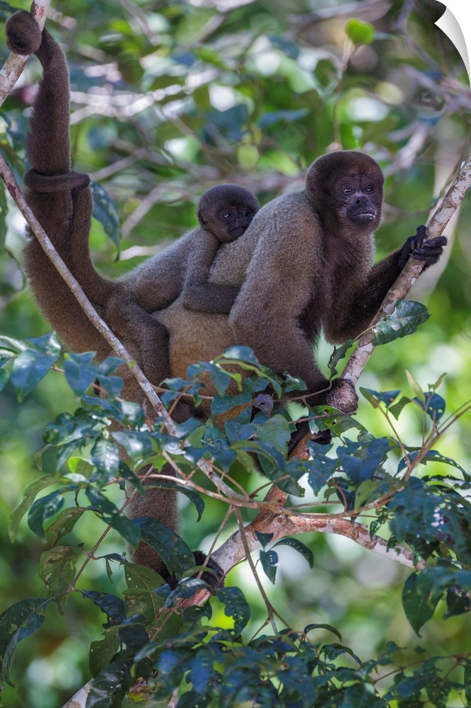 Woolly monkeys, Amazonas, Brazil.