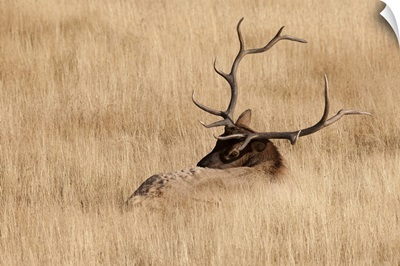 Wy, Yellowstone National Park, Bull Elk, In Meadow, (Cervus Elaphus)