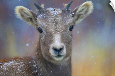 Wyoming, A Young Mountain Goat's First Snow