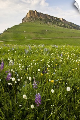 Wyoming, Bighorn Mountains, alpine wildflowers, June