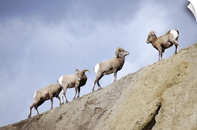 Wyoming, Bighorn sheep in Yellowstone National Park