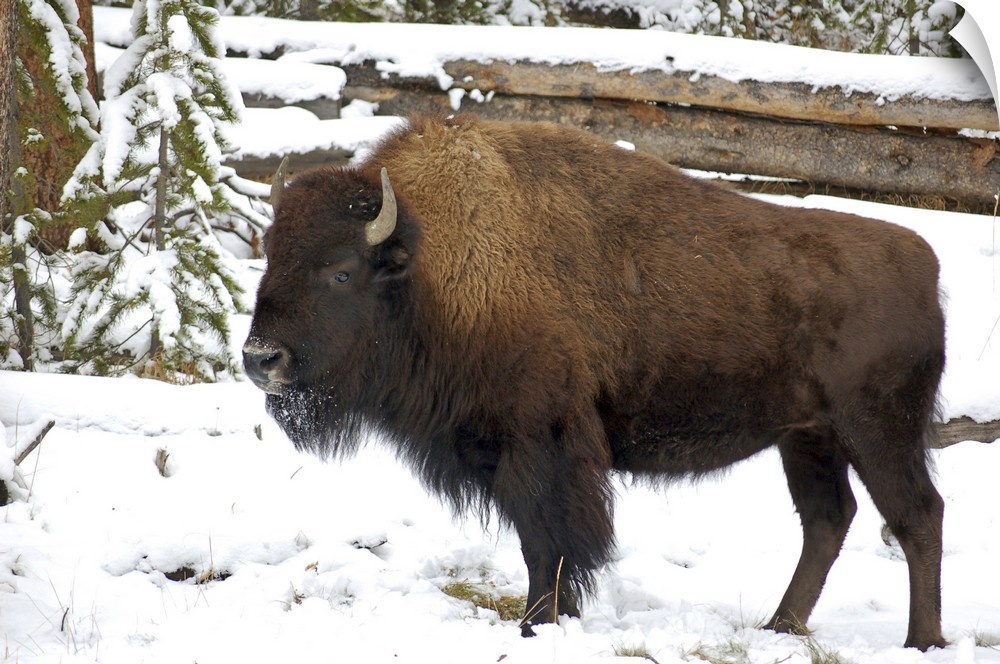 Wyoming, Bison in Yellowstone National Park.