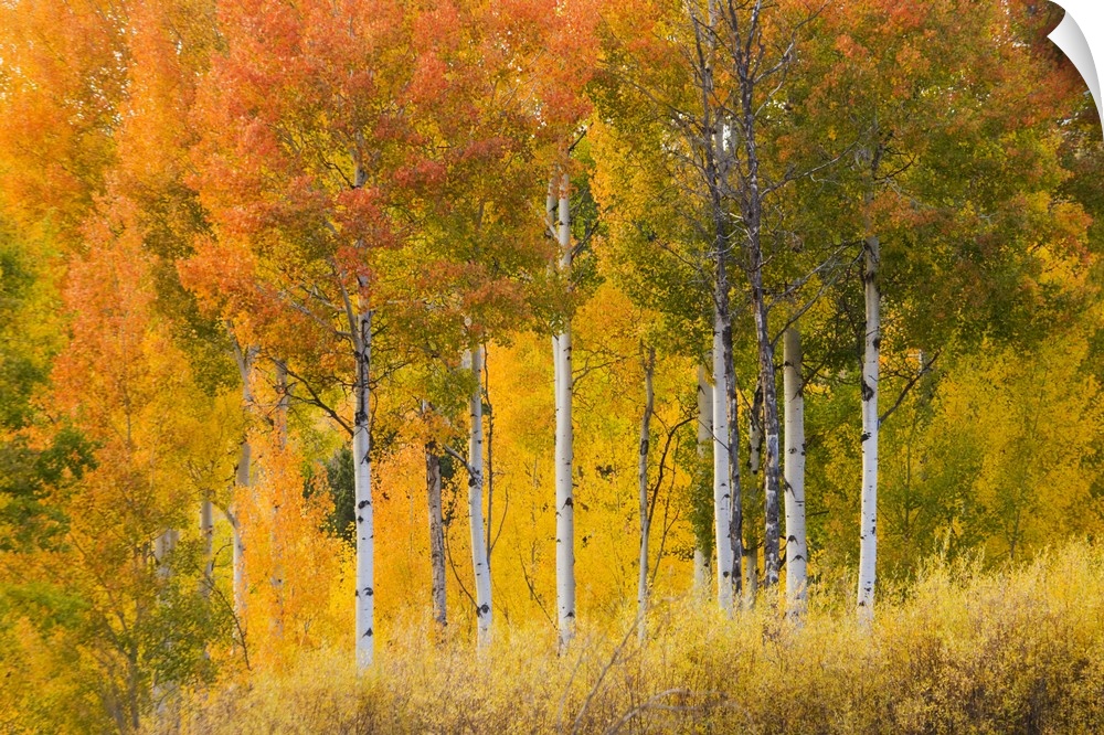 Wyoming, Grand Teton National Park, Aspen trees.