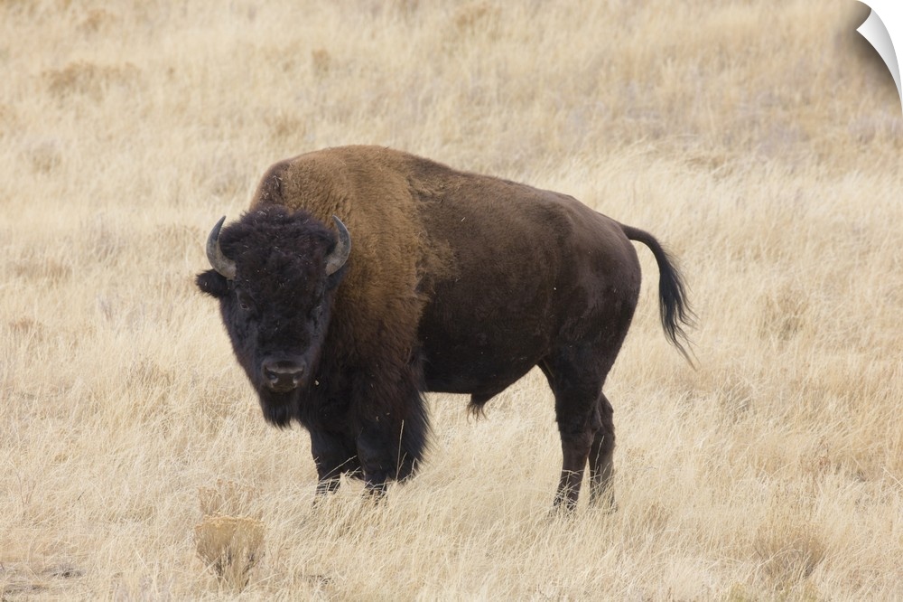 Wyoming, Yellowstone National Park, Bison bull (Bison bison), in the Lamar Valley.