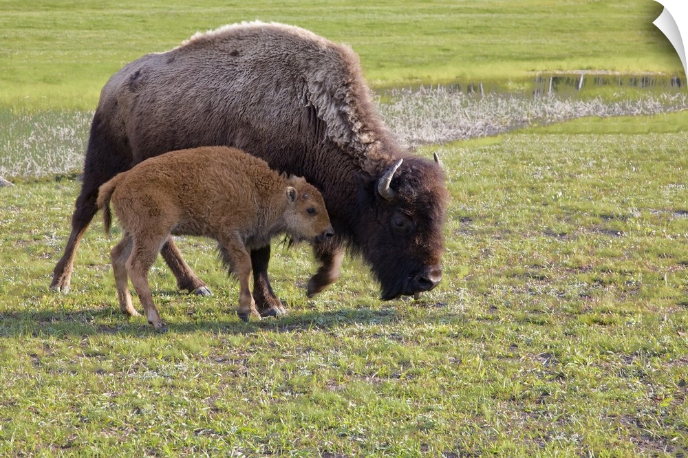 Wyoming, Yellowstone National Park, Bison calf with mother..