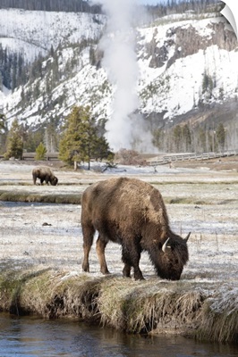 Wyoming, Yellowstone National Park, Bison feeding along stream on spring morning