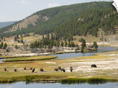 Wyoming, Yellowstone National Park, Bison Herd And Firehole River