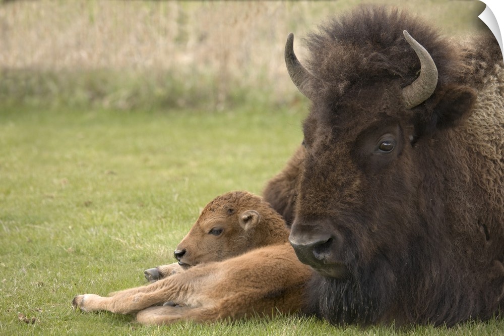 USA, Wyoming, Yellowstone National Park. Close-up of bison mother resting on grass with calf.