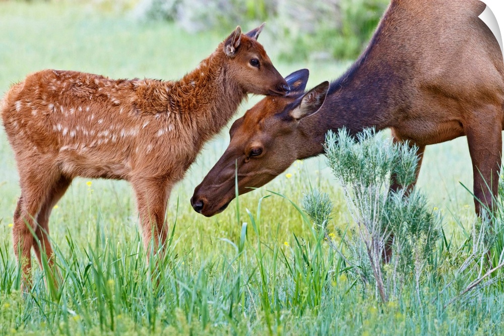 North America, USA, Wyoming, Yellowstone National Park, elk (Cervus elaphus) cow licking calf.