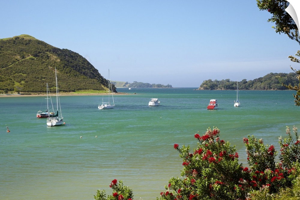 Pohutukawa tree and yachts moored in Waipiro Bay, Parekura Bay, Bay of Islands, Northland, North Island, New Zealand