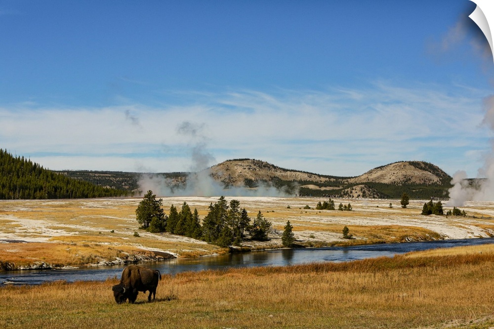 Yellowstone National Park, USA, Bison, buffalo, Steam, Old Faithful, Yellowstone River. United States, Wyoming.