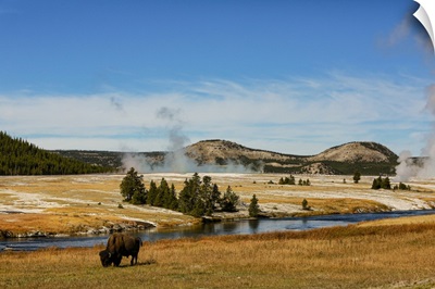 Yellowstone National Park, USA, Bison, Buffalo, Steam, Old Faithful, Yellowstone River