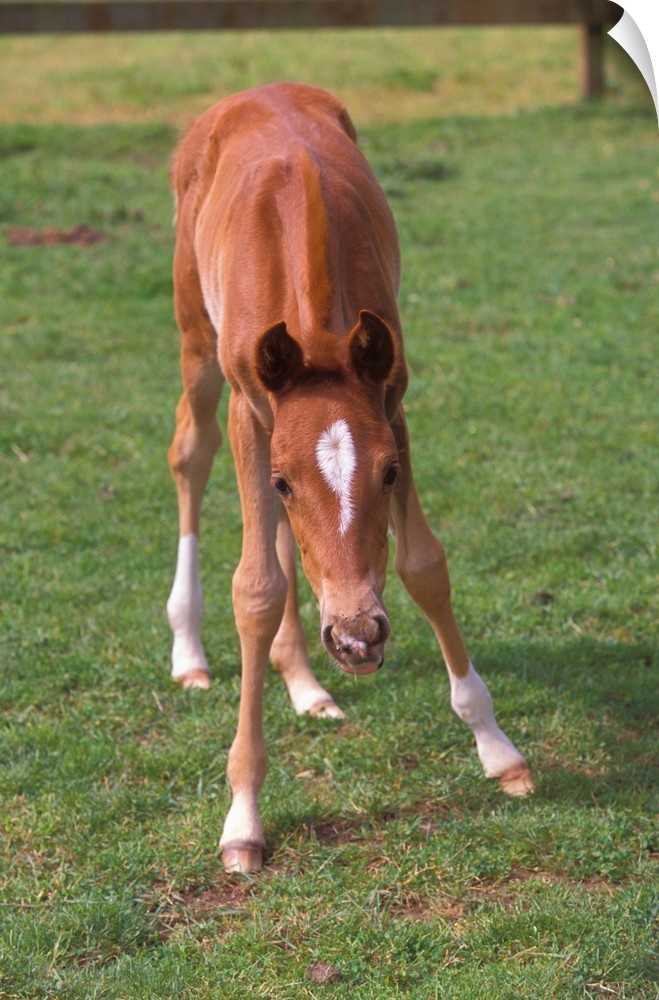 A young colt testing out his unsteady legs, in a green pasture.