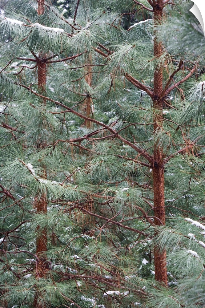 Young Ponderosa Pine trees (Pinus benthamiana Hartw.) covered with snow, Yosemite National Park, California.