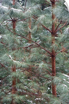 Young Ponderosa Pine trees covered with snow, Yosemite National Park, California