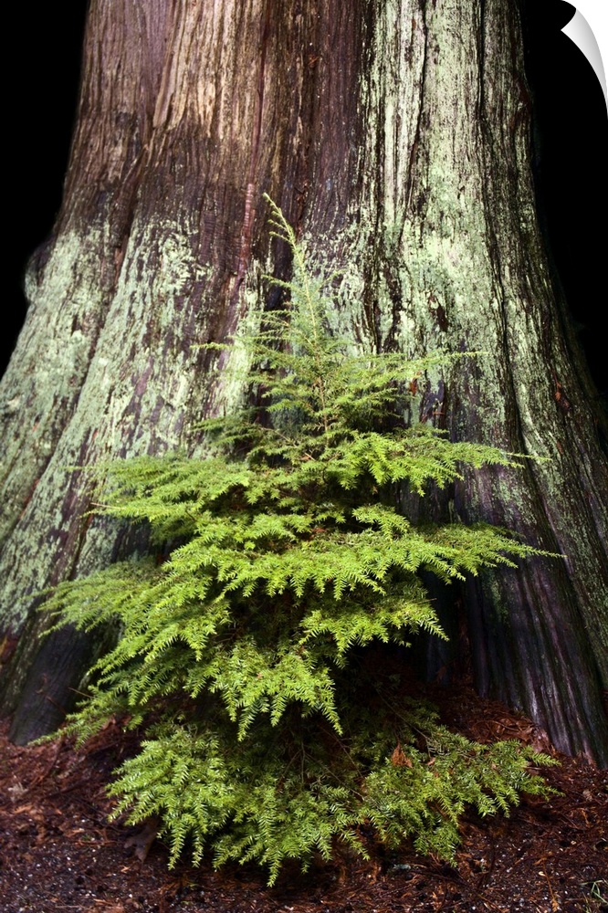 Young western hemlock, Tsuga heterophylla, and western red cedar, Thuja plicata, Stanley Park, British Columbia
