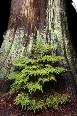 Young western hemlock, and western red cedar, Stanley Park, British Columbia