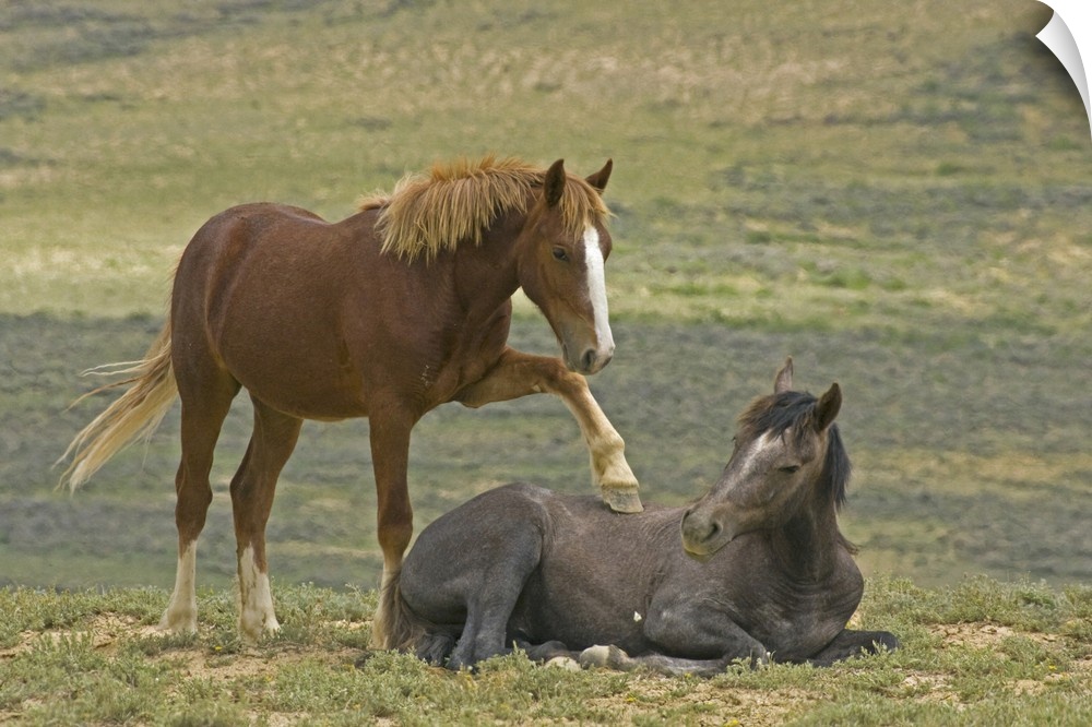 USA, Colorado, Moffat County. Young wild horse puts hoof an a reclining horse.