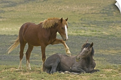 Young wild horse puts hoof an a reclining horse