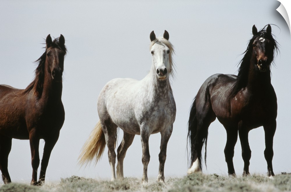 Wyoming, Young wild stallions at head of Alkali Creek near Cyclone Rim, near Continental Divide.