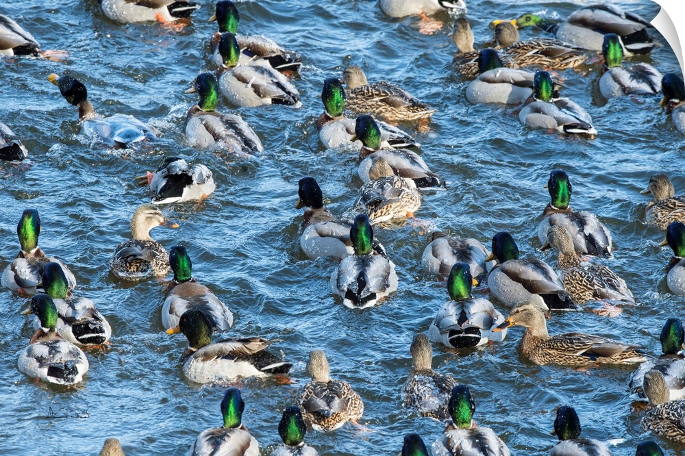 Mallard Ducks (Anas platyrhynchos) enjoying a splashing good time in winter at Monticello, MN, USA.