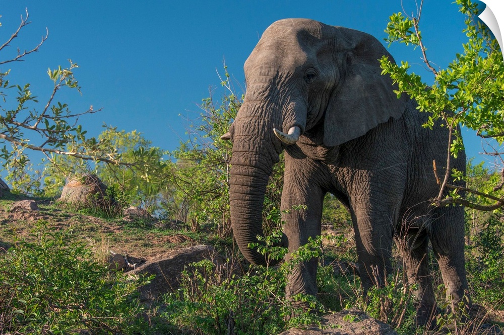 African Elephant (Loxodonta africana) in Kruger National Park, South Africa