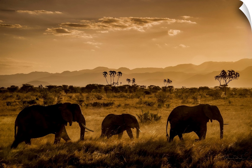 African Elephants (Loxodonta africana), parading at sunset in Meru National Park, Kenya.
