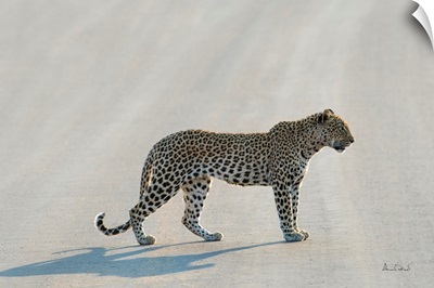 African Leopard Pose On The Road