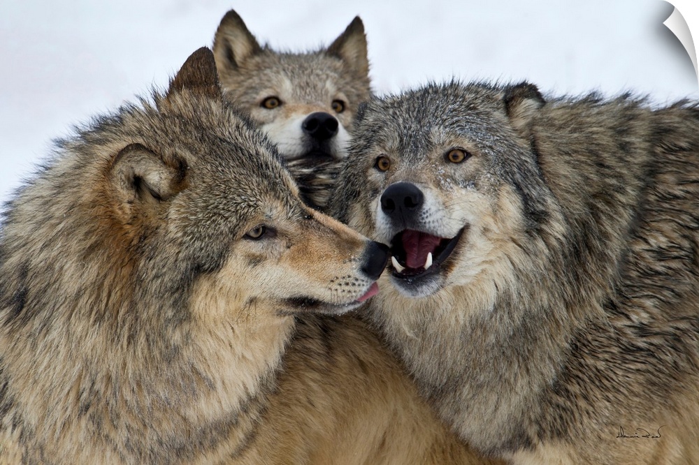 Captive grey wolf pack huddling together to establish dominance.