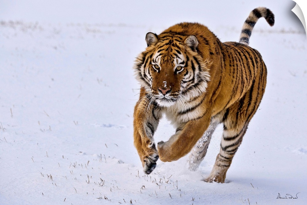SIBERIAN or AMUR TIGER (Panthera tigris tigris) leaping through the snow, Bozeman, Montana, USA.